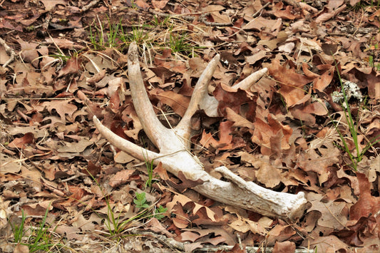 deer antler shed photo in the leaves from Public Domain Pictures net