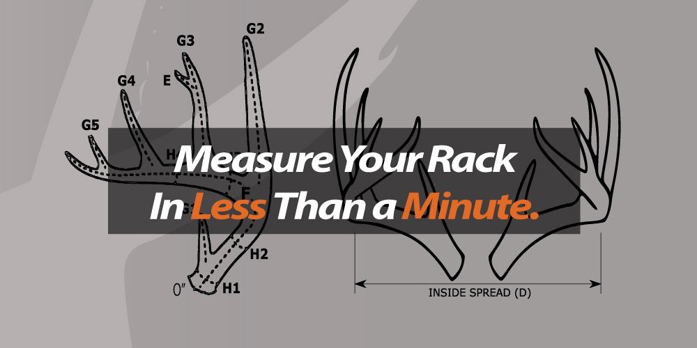 How to measure typical whitetail deer antler rack less than a minute
